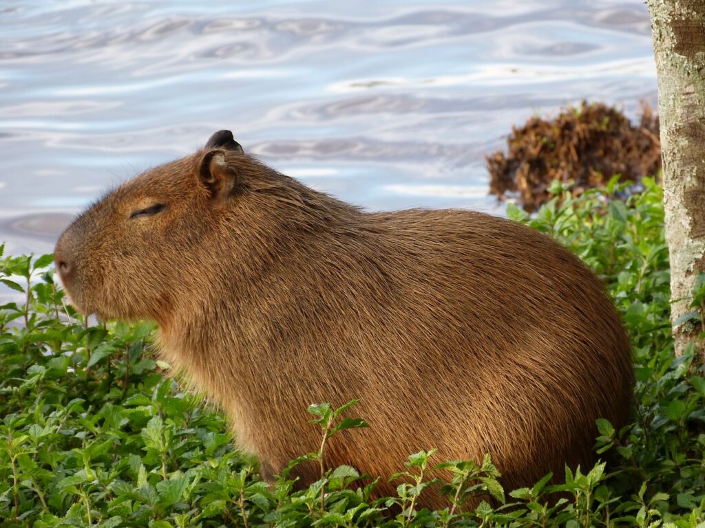 capybara dans la nature